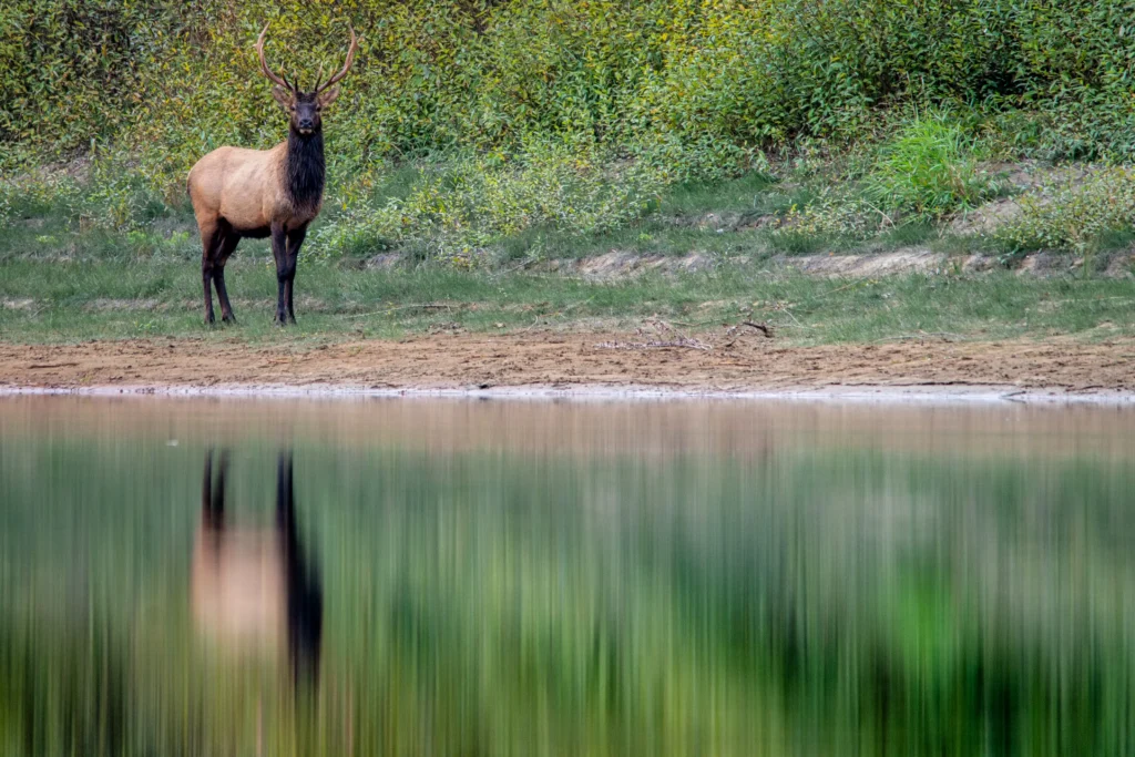Wildlife in Cranbrook